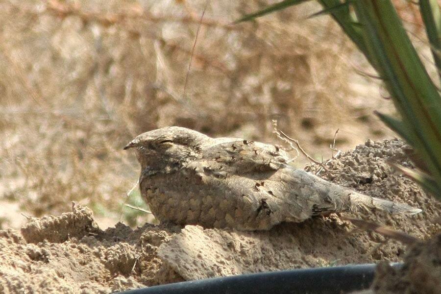 Egyptian Nightjar sitting on the ground