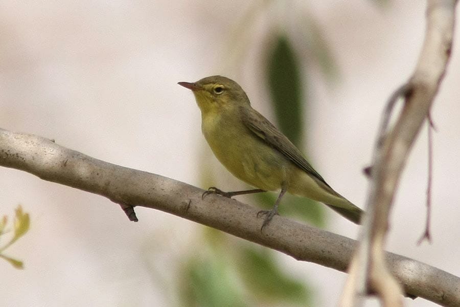 Icterine Warbler perched on a branch