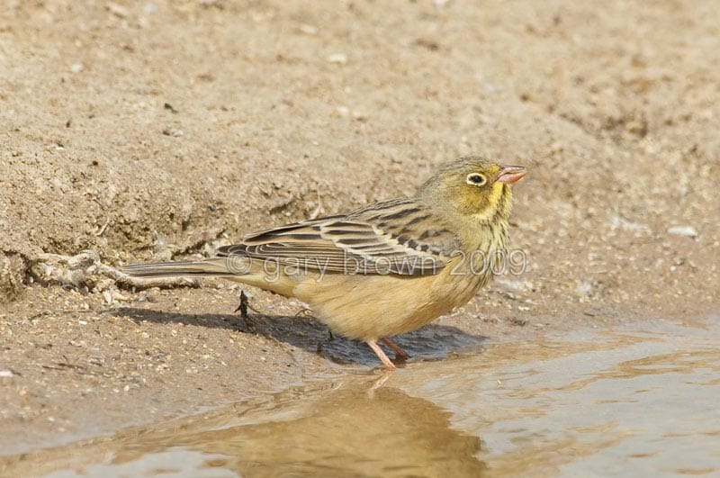 Ortolan Bunting drinking water