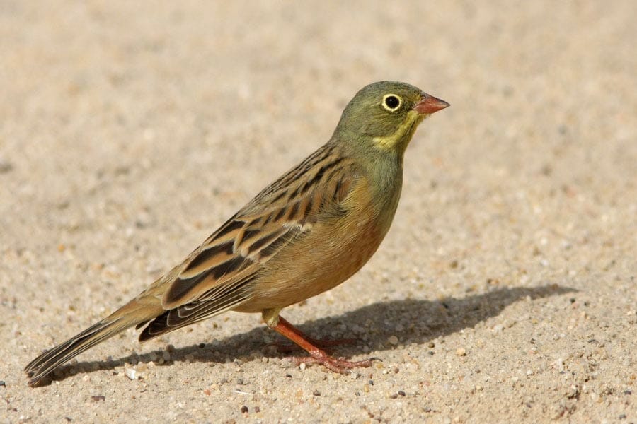Ortolan Bunting standing on the ground