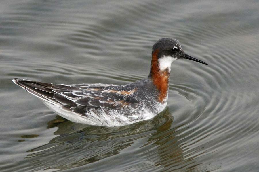 Red-necked Phalarope swimming in water