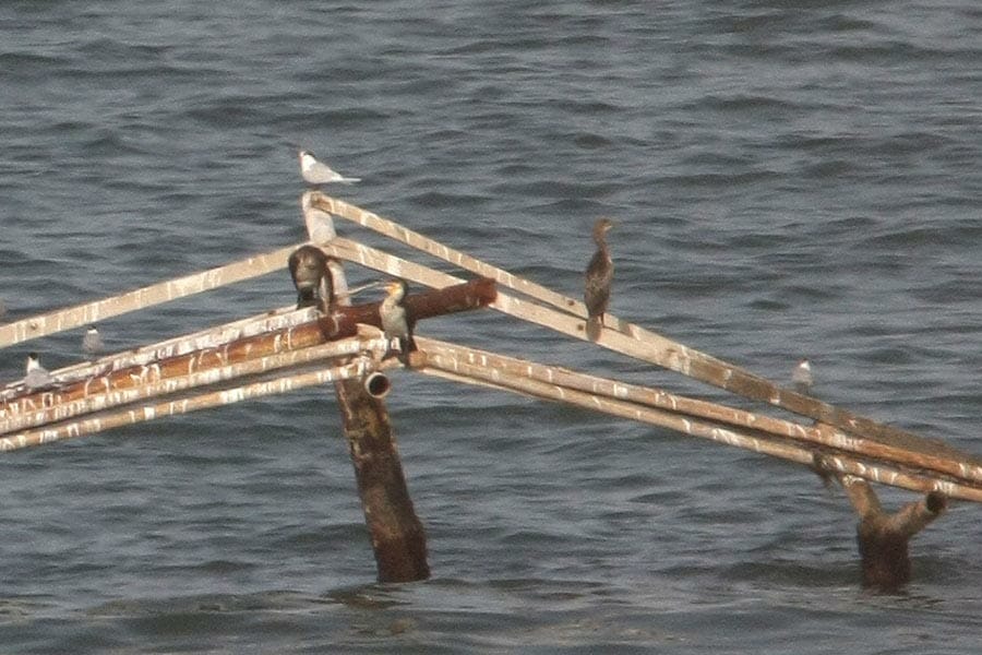 Socotra Cormorant perching on wrecking