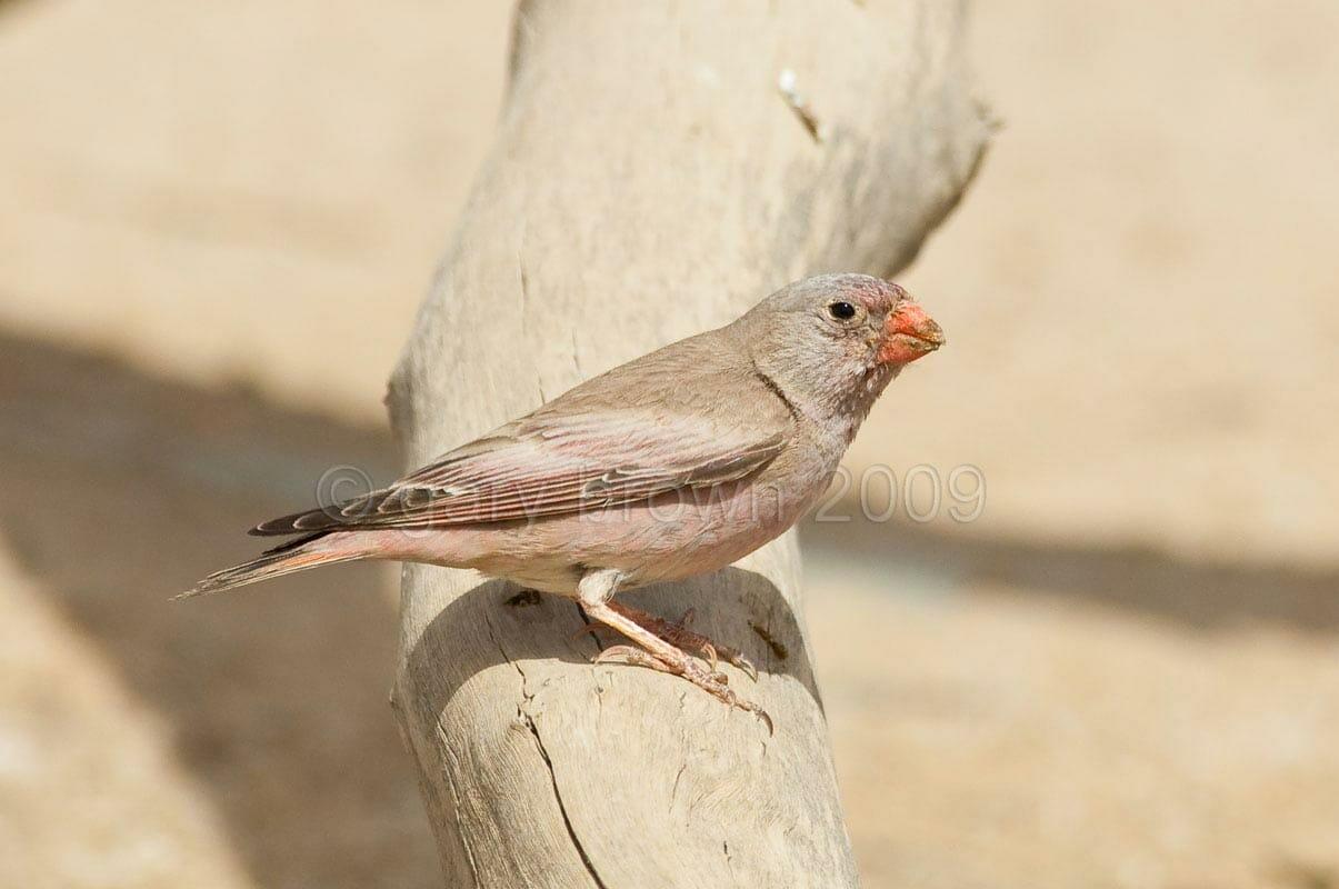 Trumpeter Finch perched on a tree trunk