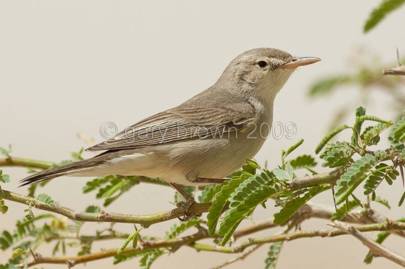 Upcher’s Warbler perched on a branch