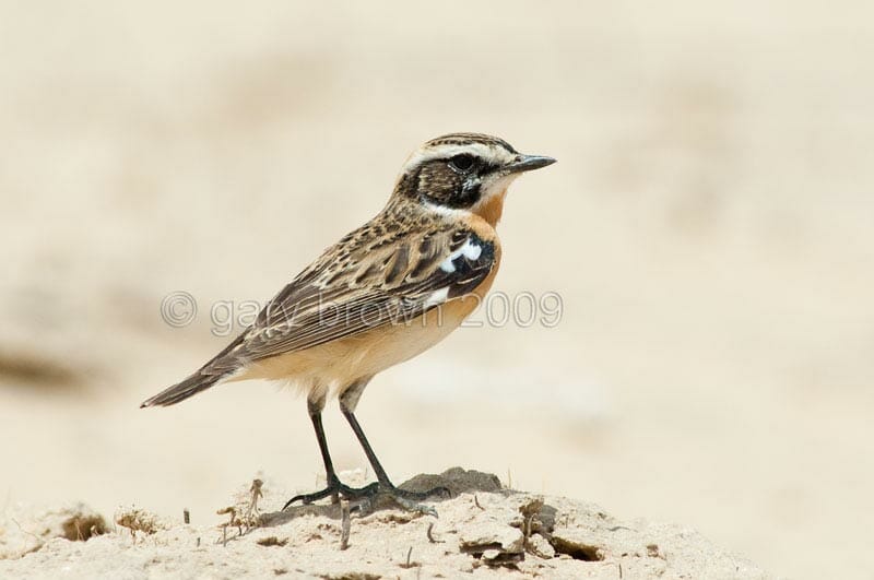 Whinchat standing on the ground
