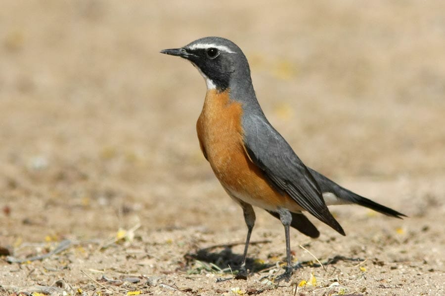 White-throated Robin standing on the ground