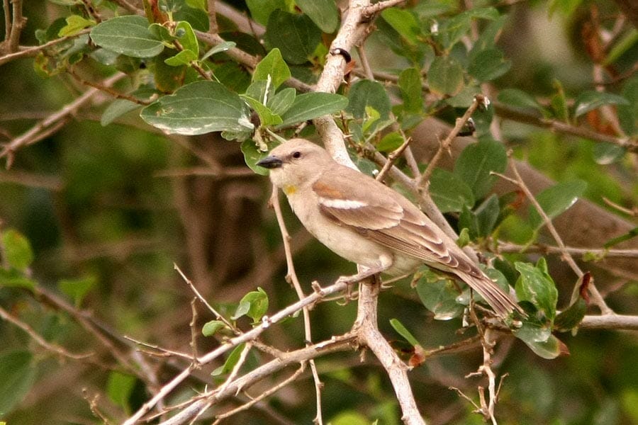 Yellow-throated Sparrow perched on a branch