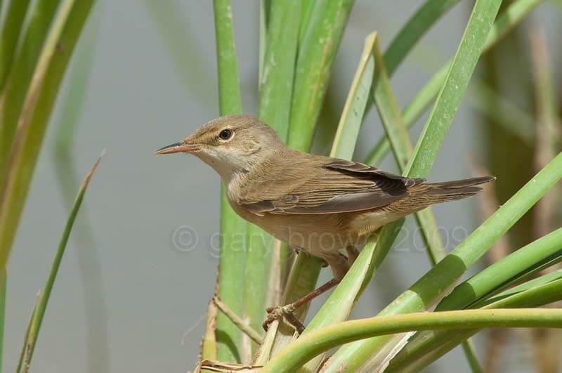 Caspian Reed Warbler perched on grass leaves
