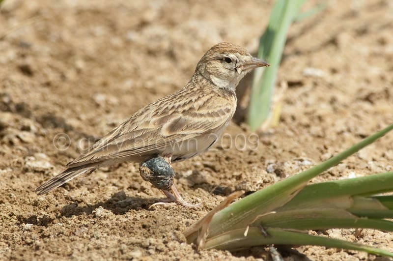 Greater Short-toed Lark Calandrella brachydactyla