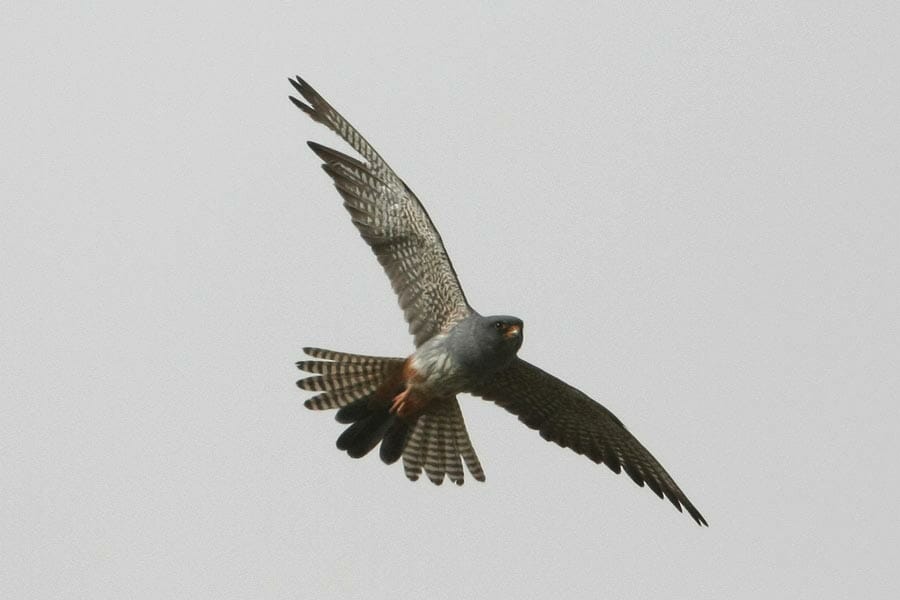 Red-footed Falcon in flight