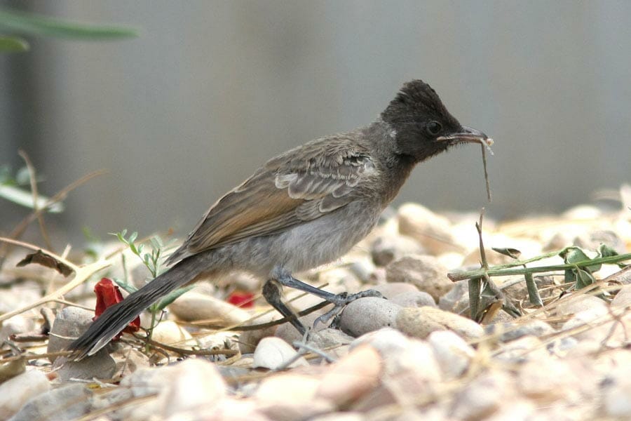 Red-vented Bulbul feeding on the ground