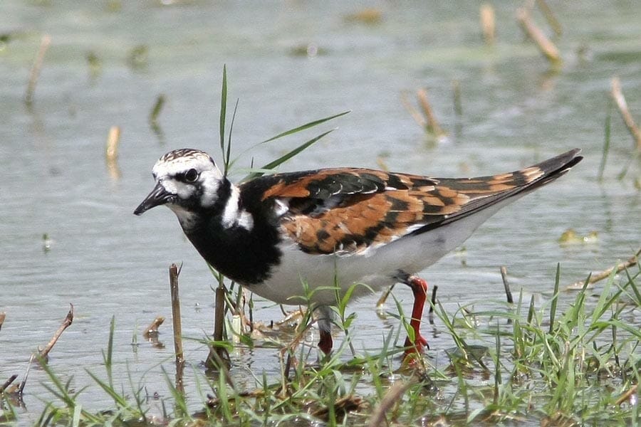 Ruddy Turnstone standing in water