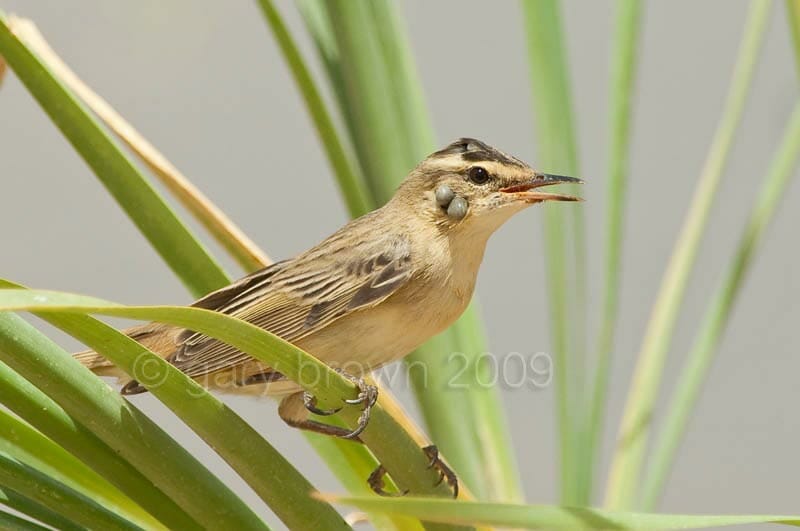 Sedge Warbler Acrocephalus schoenobaenus