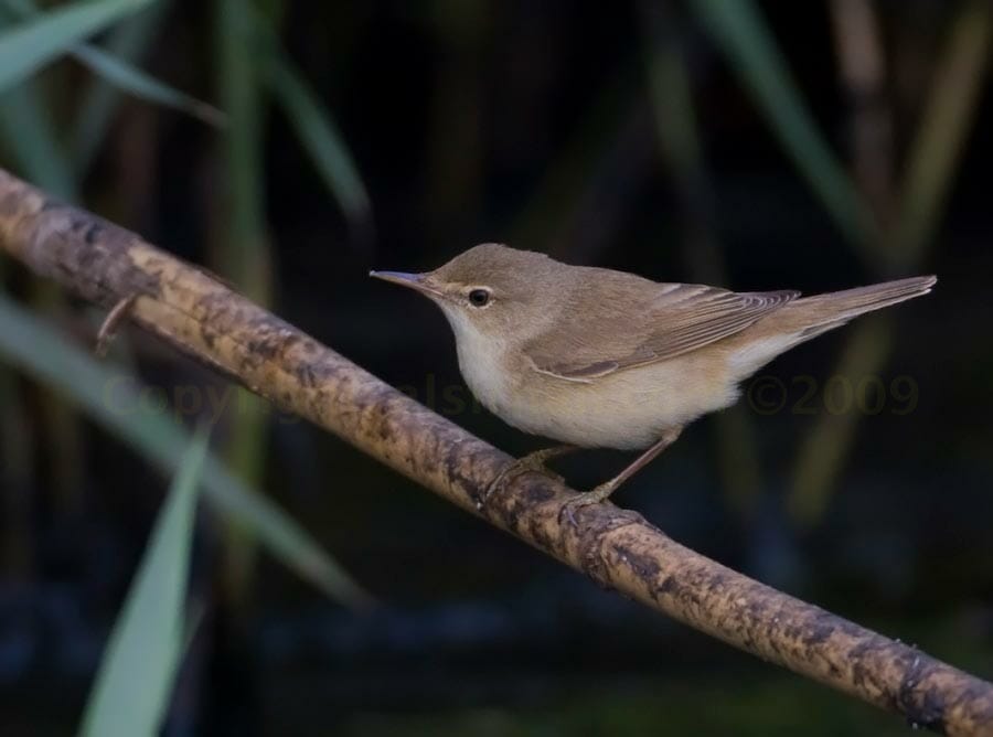 Sykes's Warbler perched on reed