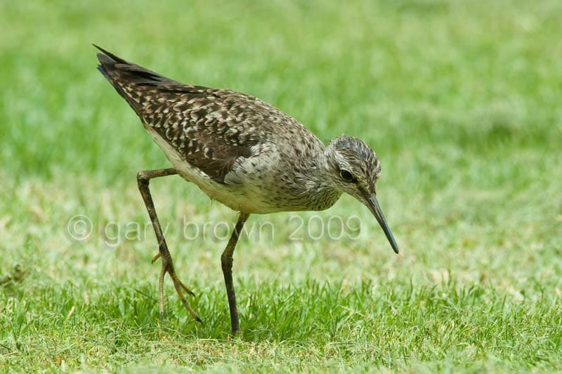 Wood Sandpiper Tringa glareola feeding on grass