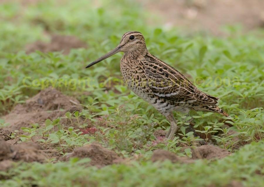 Great Snipe standing on the ground
