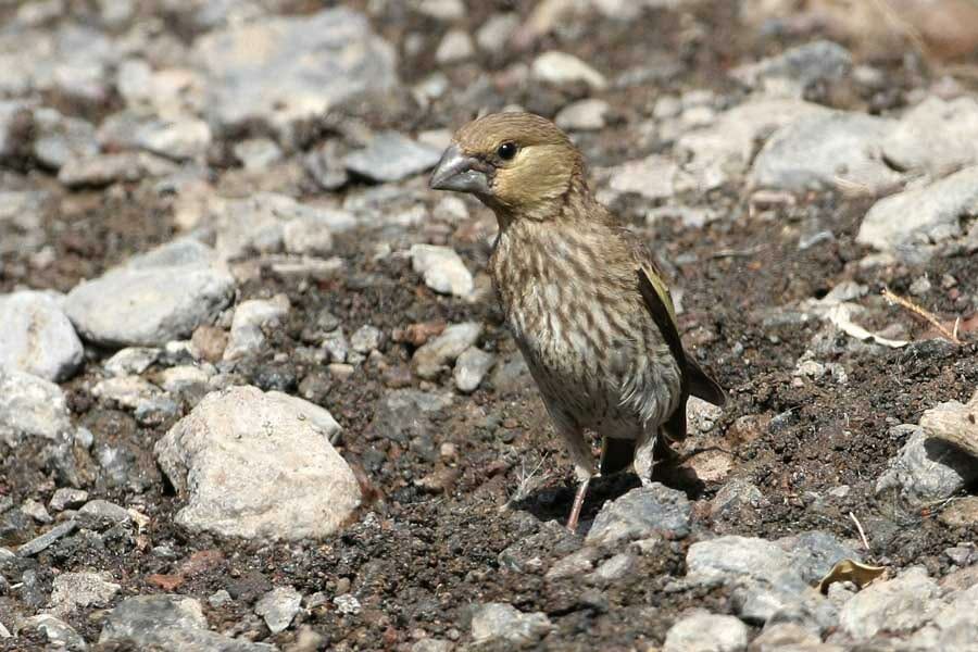 Arabian Golden-winged Grosbeak standing on the ground