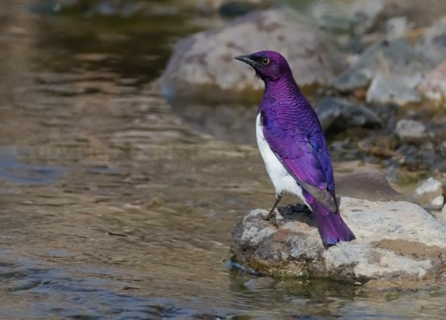 Violet-backed Starling perched on a branch