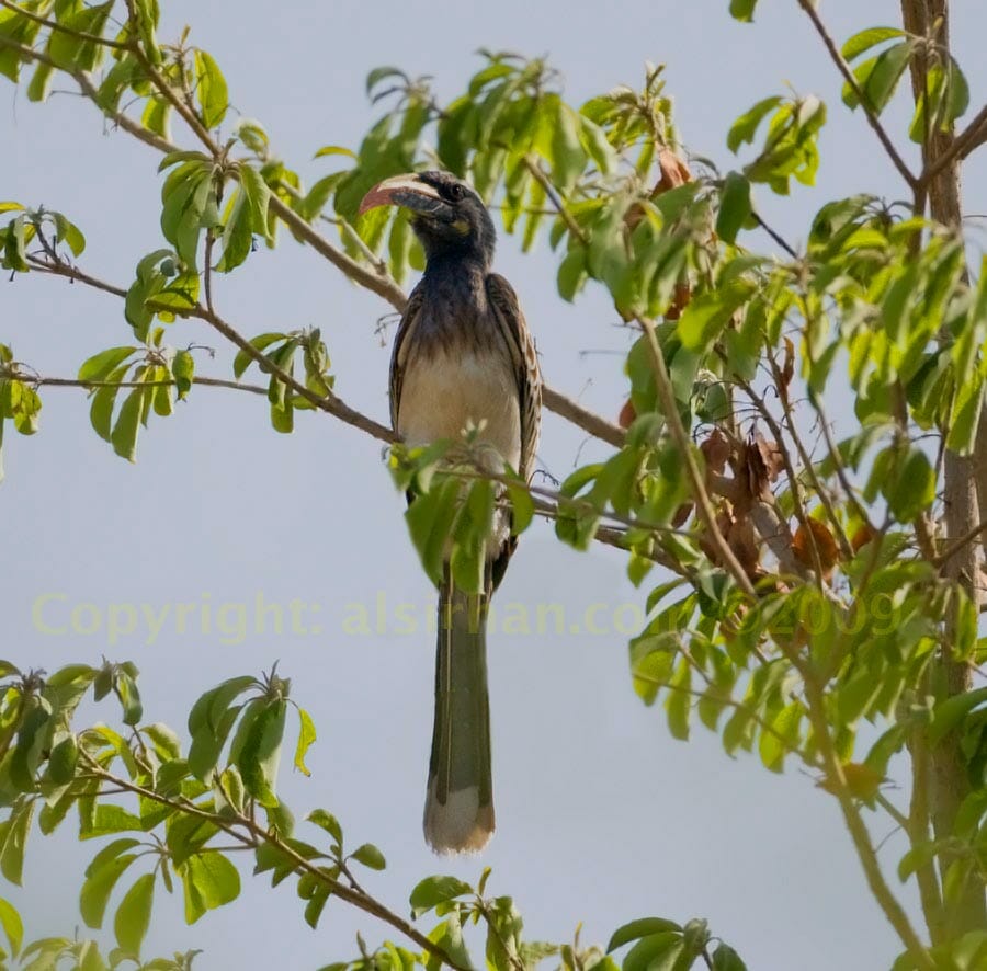African Grey Hornbill perched on a branch