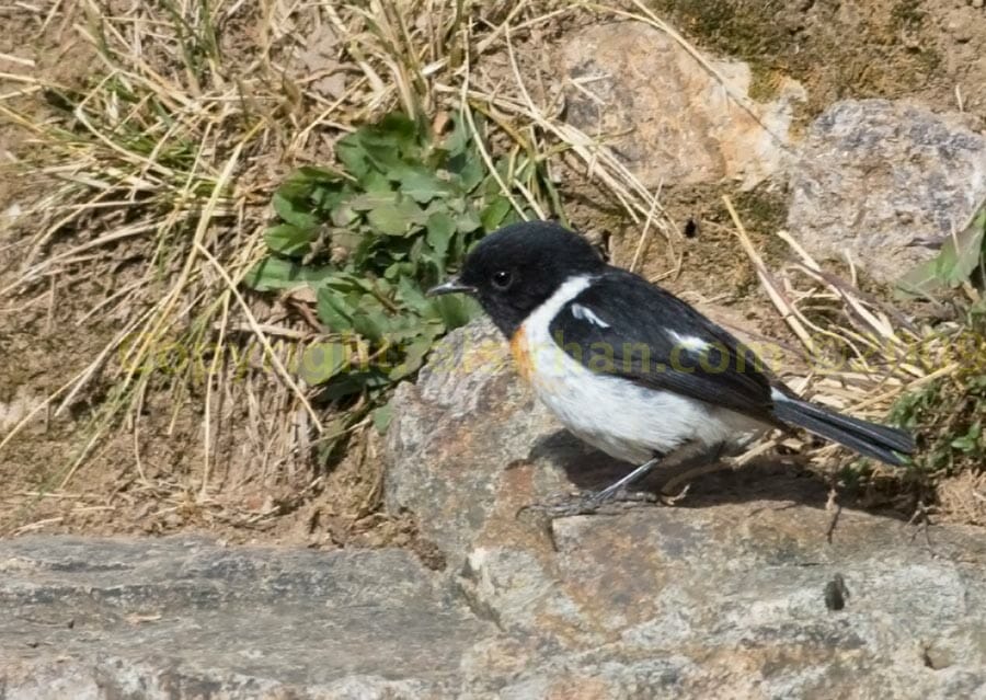 African Stonechat standing on the ground