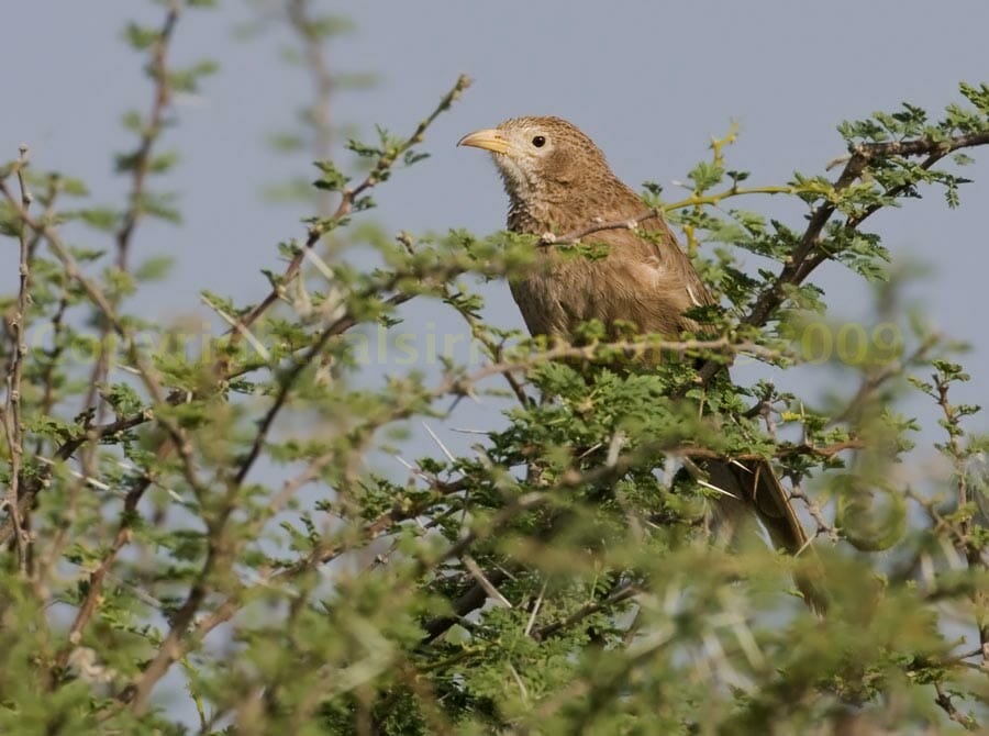 Arabian Babbler perched on a tree
