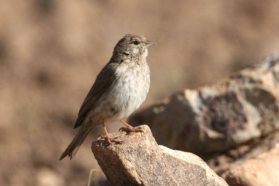 Arabian Serin perched on a rock