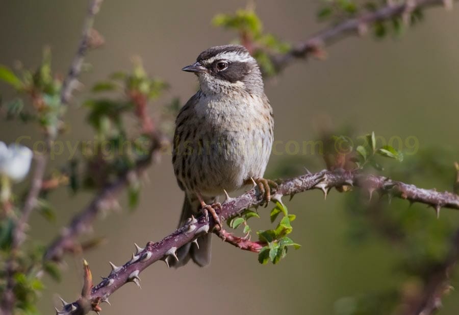 Arabian Accentor perched on a branch