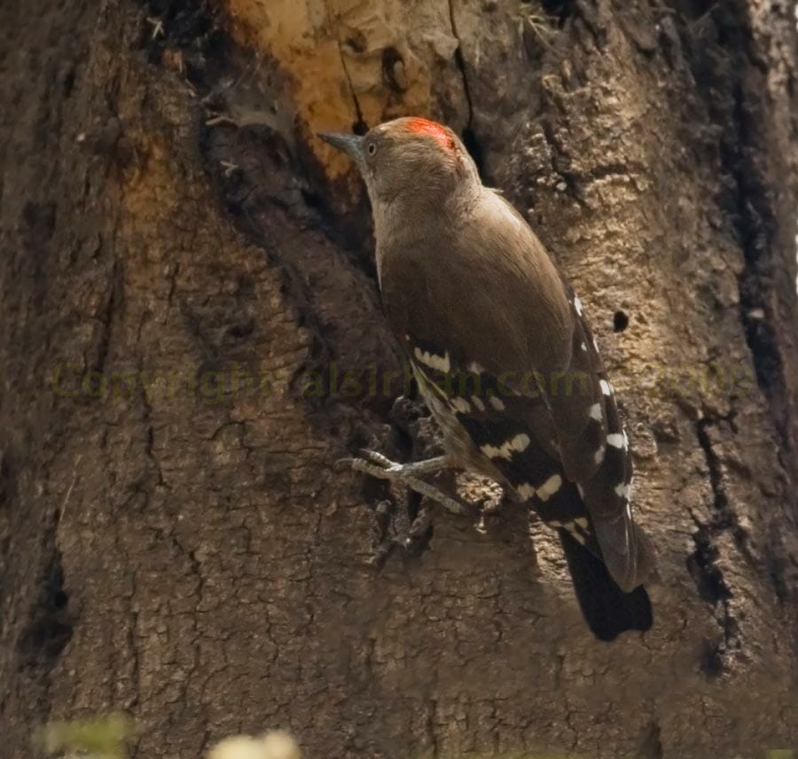 Arabian Woodpecker perched on a trunk