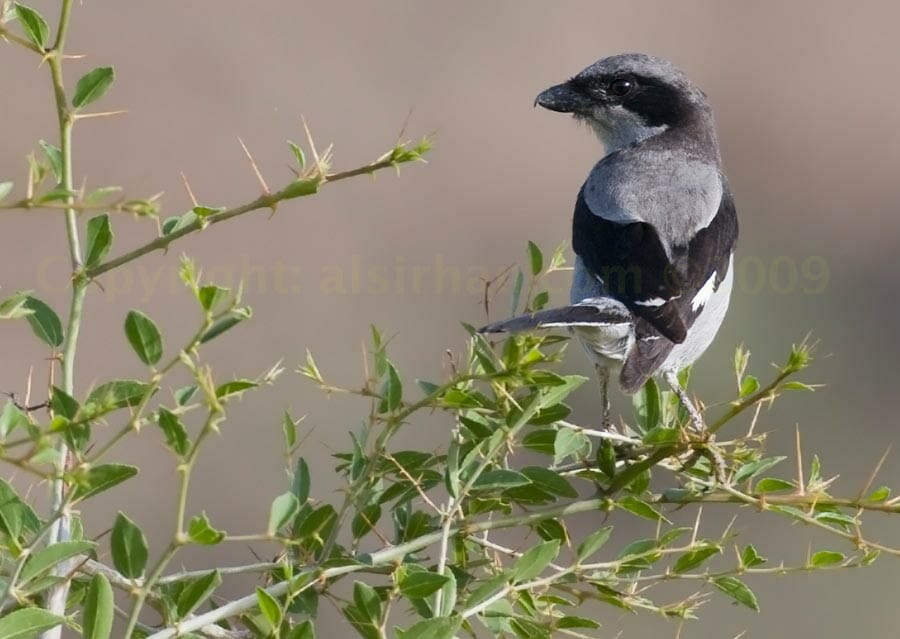 Arabian Grey Shrike perched on a tree