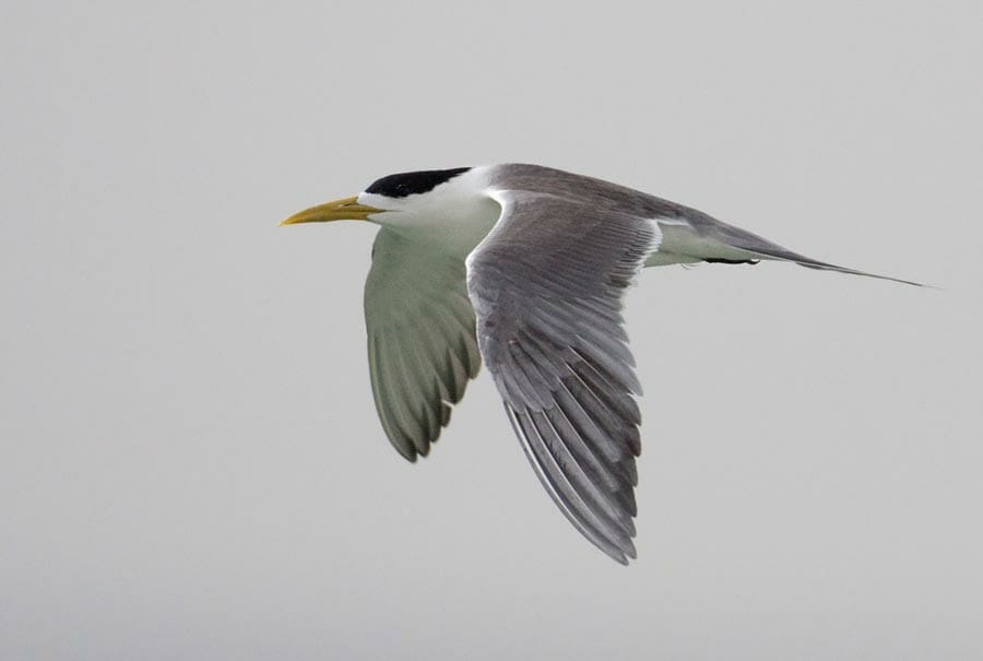 Greater Crested Tern in flight