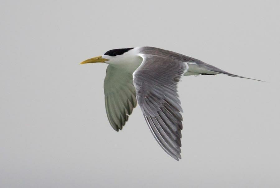 Greater Crested Tern in flight