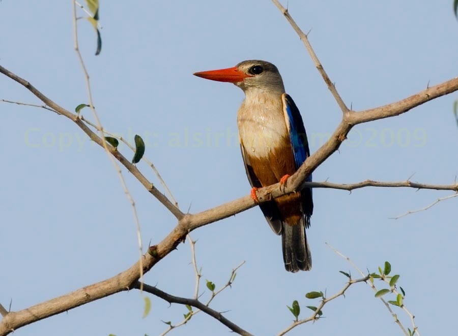 Grey-headed perched on a branch