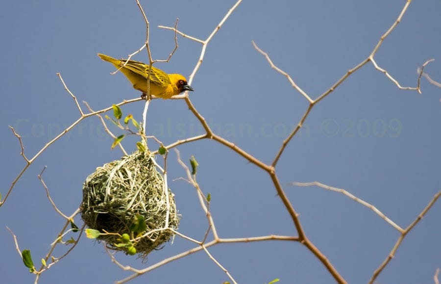 Rüppell’s Weaver perched on top of its nest