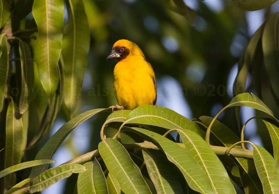 Rüppell’s Weaver perched on a tree