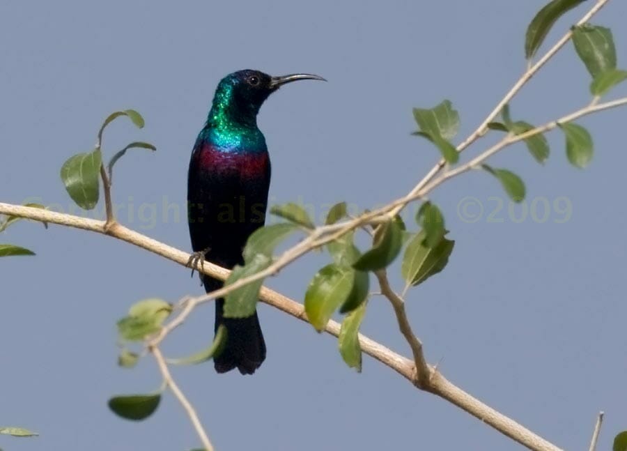 Shining Sunbird perched on a branch