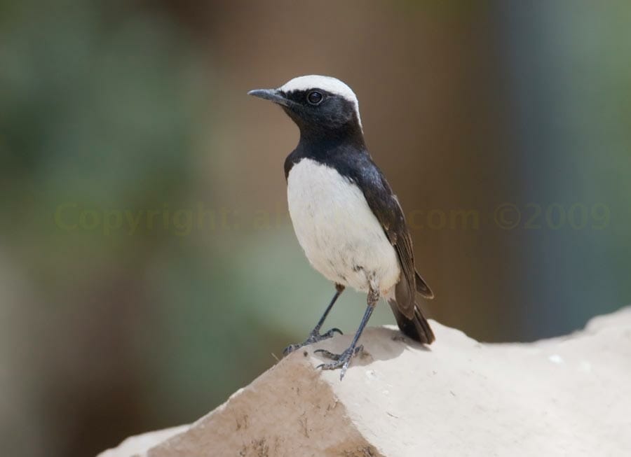 Arabian Wheatear perching on a rock