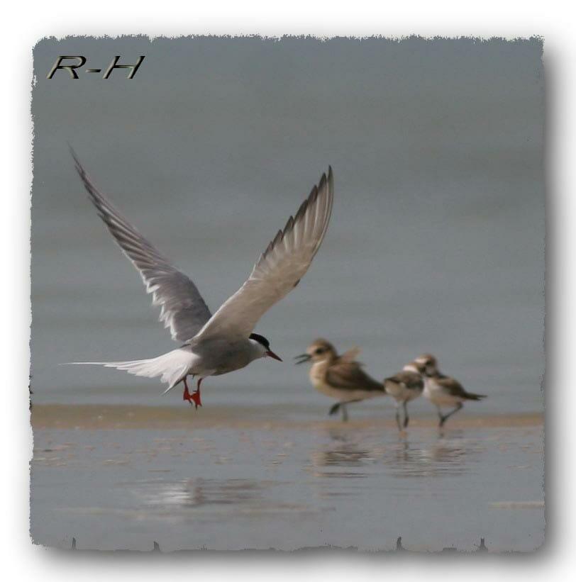 Arctic Tern in flight