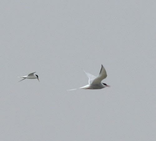 Arctic Tern Sterna paradisaea