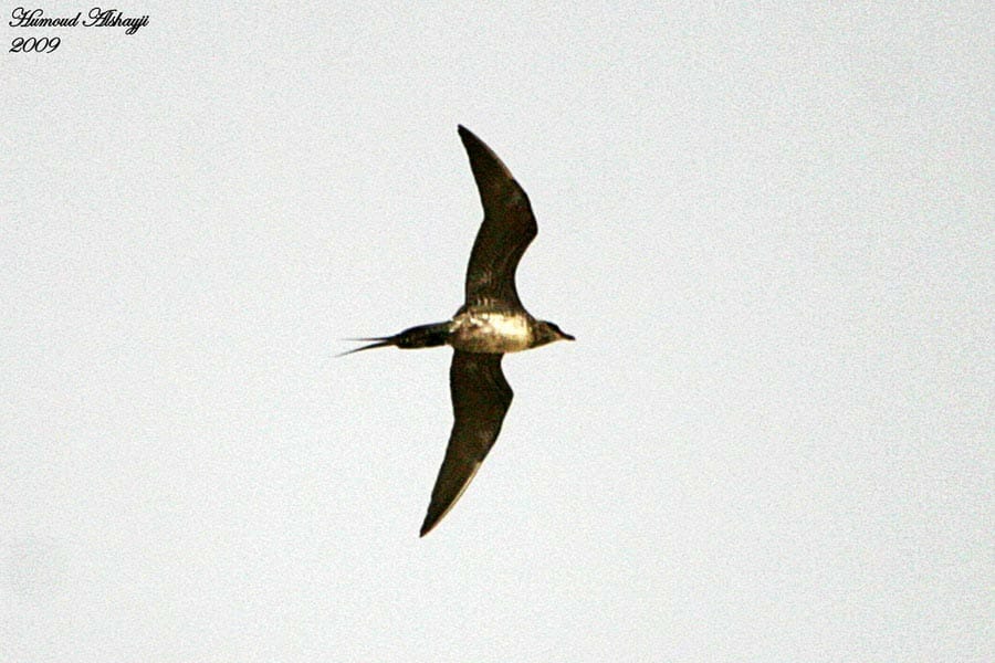 Long-tailed Jaeger (Skua) flying