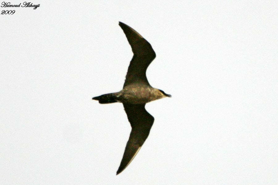 Pomarine Skua in flight