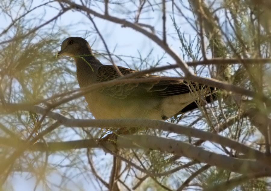Oriental Turtle Dove perched on a branch