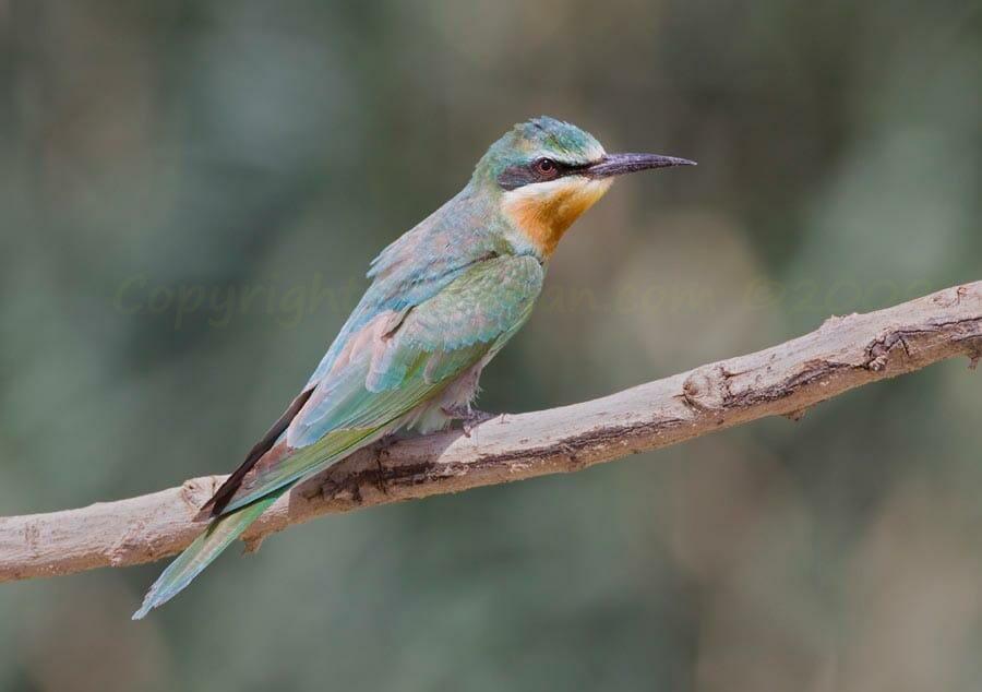 Blue-cheeked Bee-eater perched on a branch