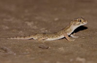A Gecko Stenodactylus affinis
