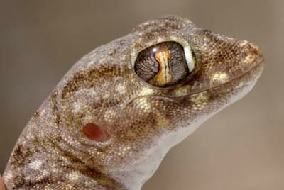 A Gecko Stenodactylus affinis
