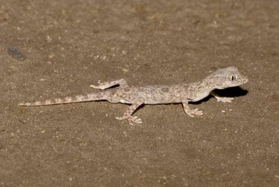 A Gecko Stenodactylus khobarensis