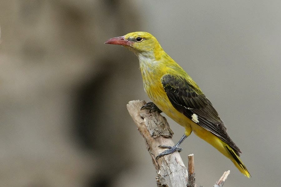 Eurasian Golden Oriole perched on a branch