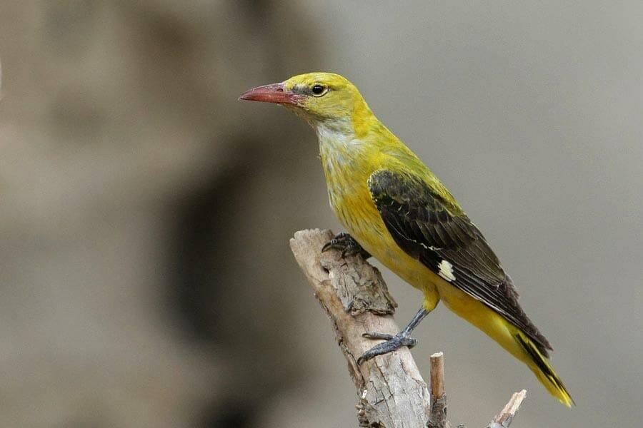 Eurasian Golden Oriole perched on a branch