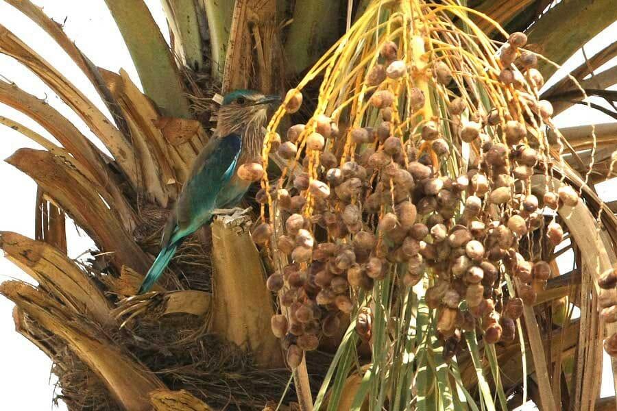 Indian Roller perched on date palm tree