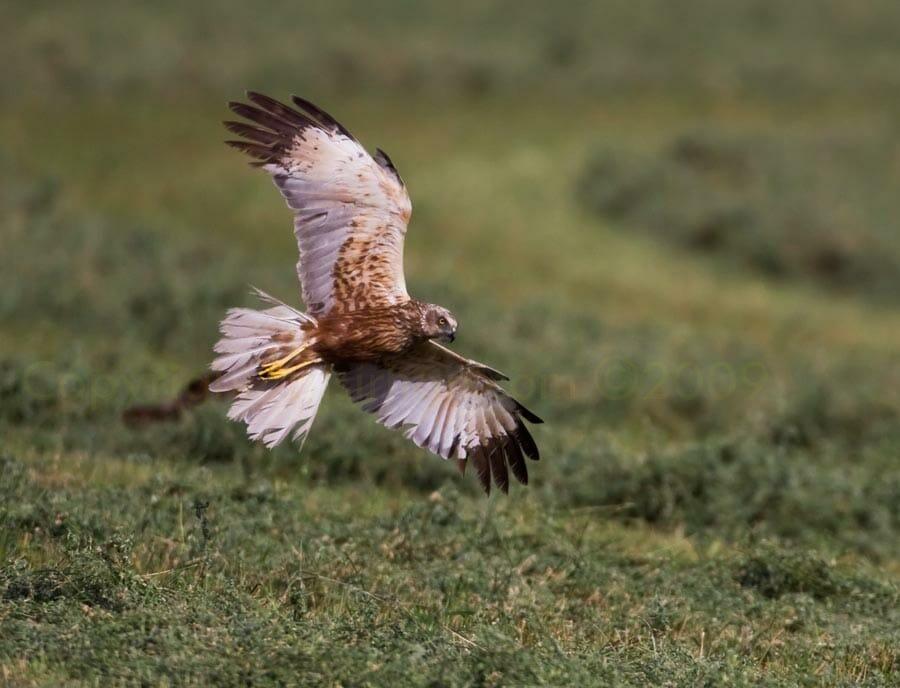 Western Marsh Harrier landing
