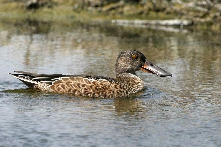 Northern Shoveler swimming in water